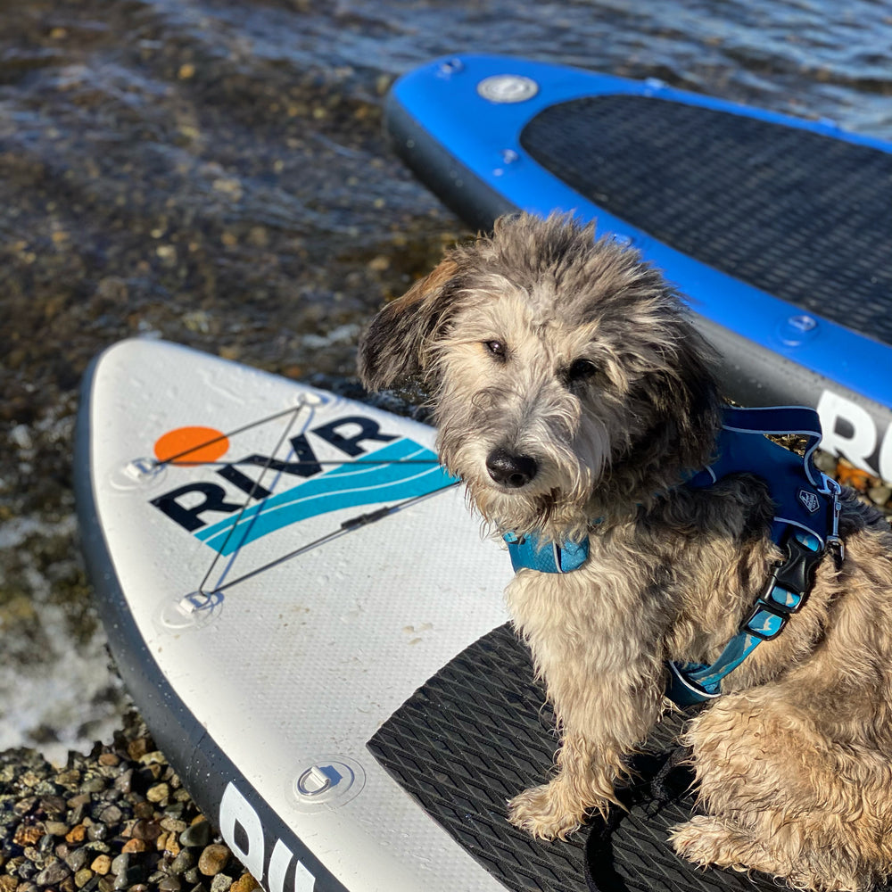 Furry dog on a RIVR inflatable paddle board